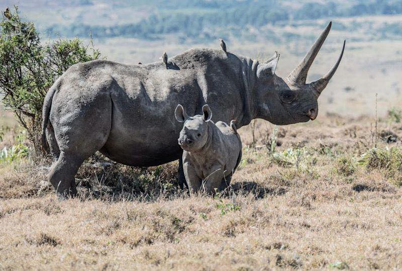 6-day Mid-luxury Private Walking Tour & Wildlife Safari