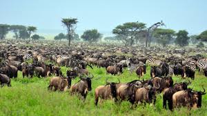 9 Day December To March Special For Ndutu Migration
