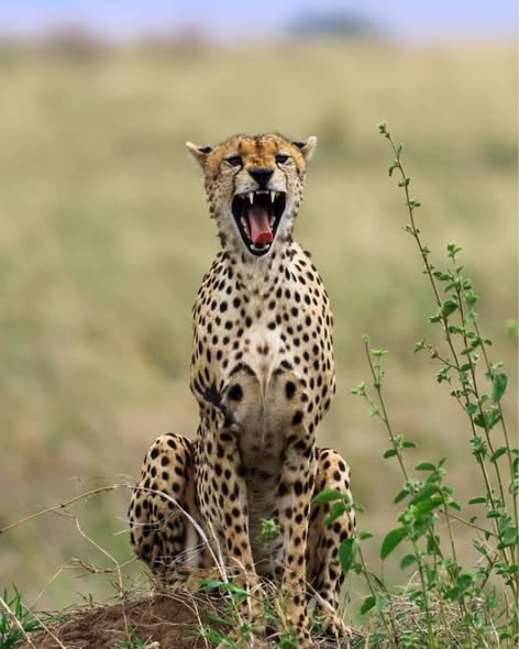 6-day Ultimate Adventure Safari For Northern Circuit