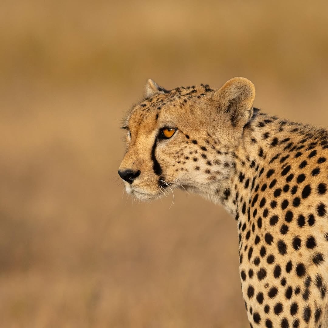 7 Day The Big Five Unforgettable Safari In Tanzania