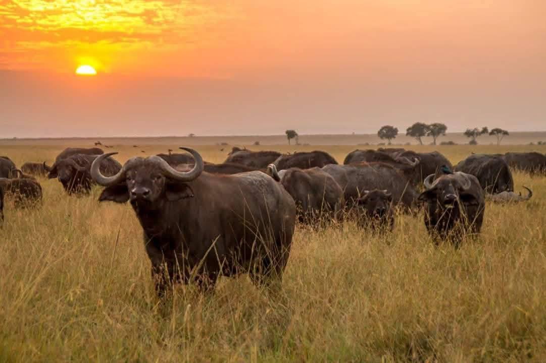 8 Day Mid Range Honeymoon Safari