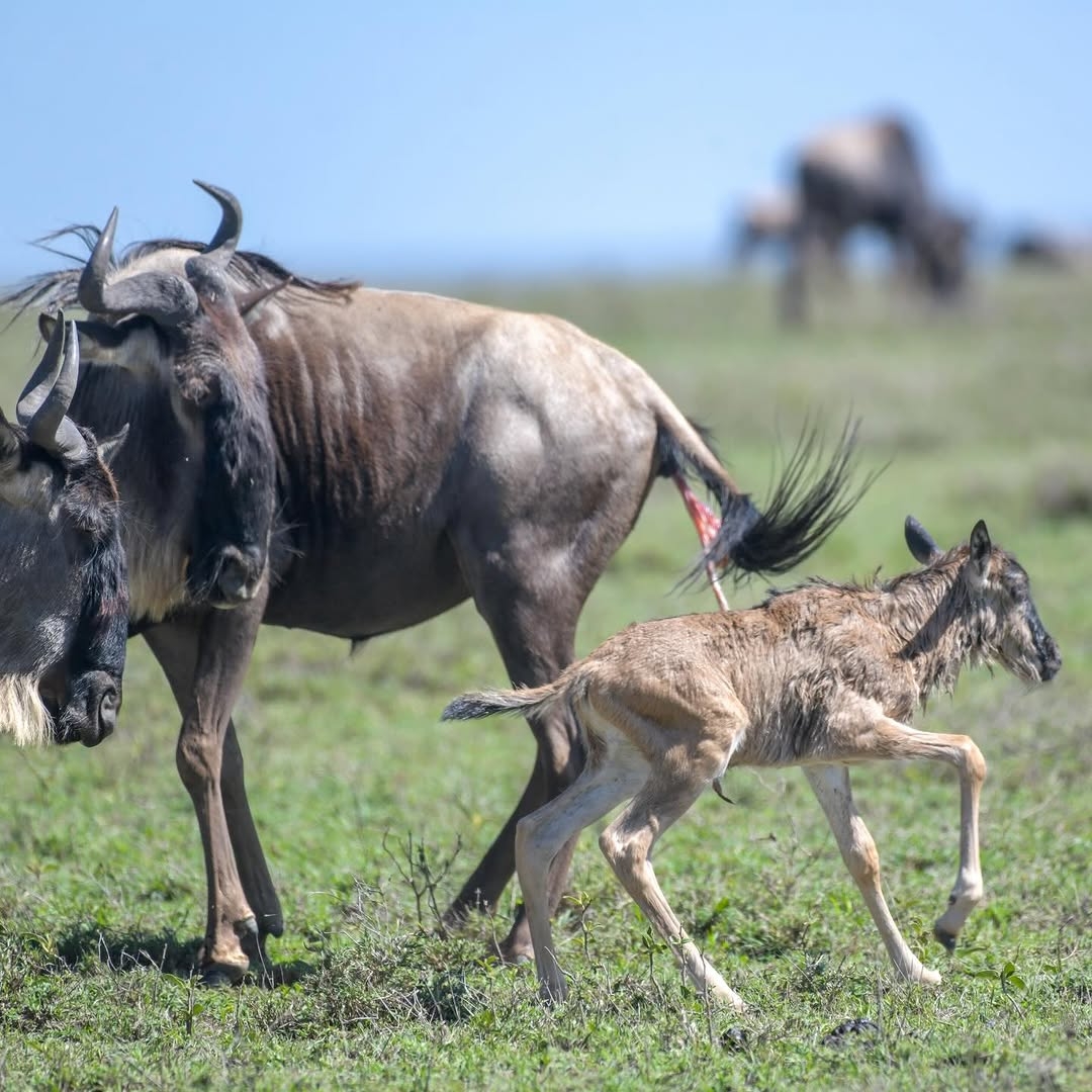 6 Day Great Migration Calving Season (december - March)