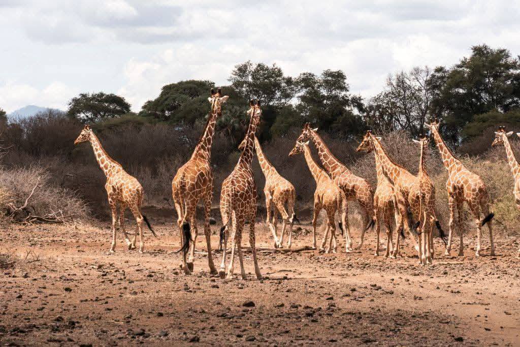 8 Day Zanzibar Beach Holiday & Safari From Zanzibar