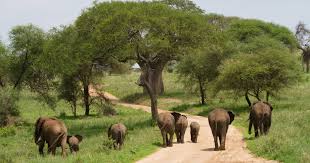 5 Day Tarangire, Ngorongoro, Serengeti & Zanzibar Escape