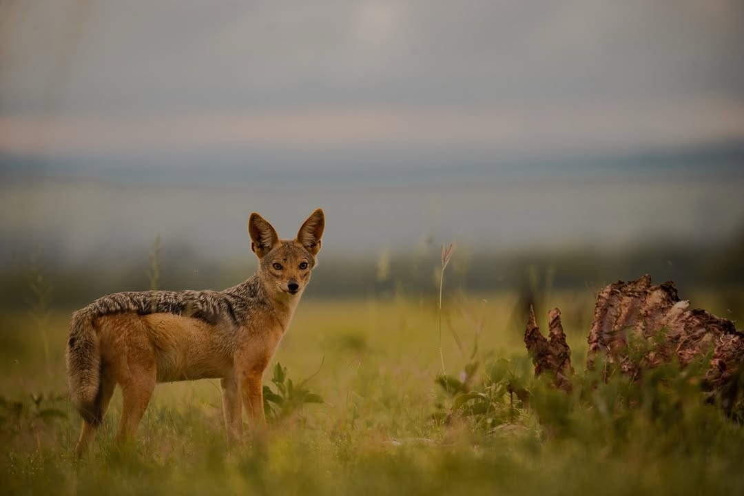 7 Day Honeymoon (midrange) Tarangire, Crater & Serengeti
