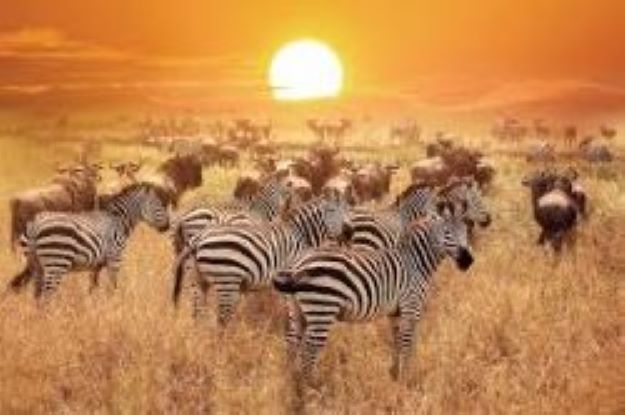 10day Ndutu Great Migration Perfect Expedition Bliss