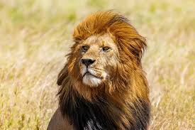 9 Days Tanzania Northern Circuit All Inclusive Package