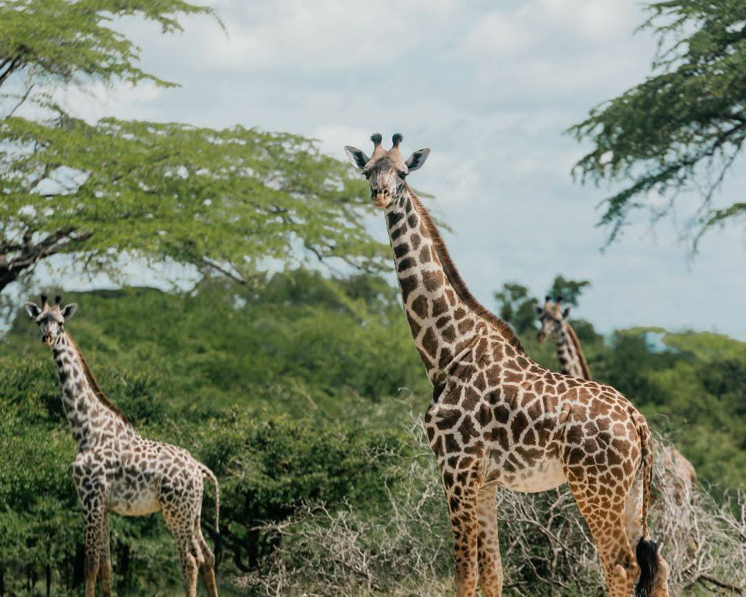 7 Day Unforgettable Tanzania Midrange Tour