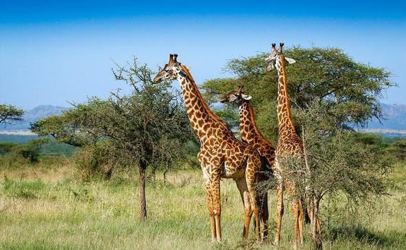 7 Day Luxury Expedition-serengeti & Ngorongoro