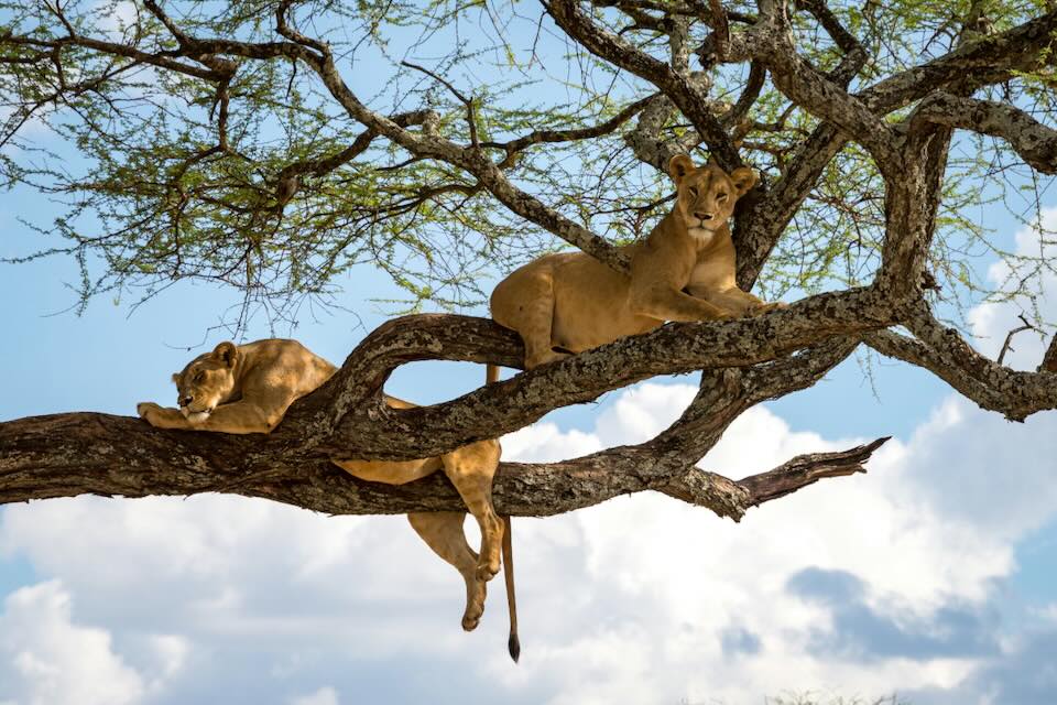 8 Day Best Of Serengeti, Ngorongoro & Culture Safari