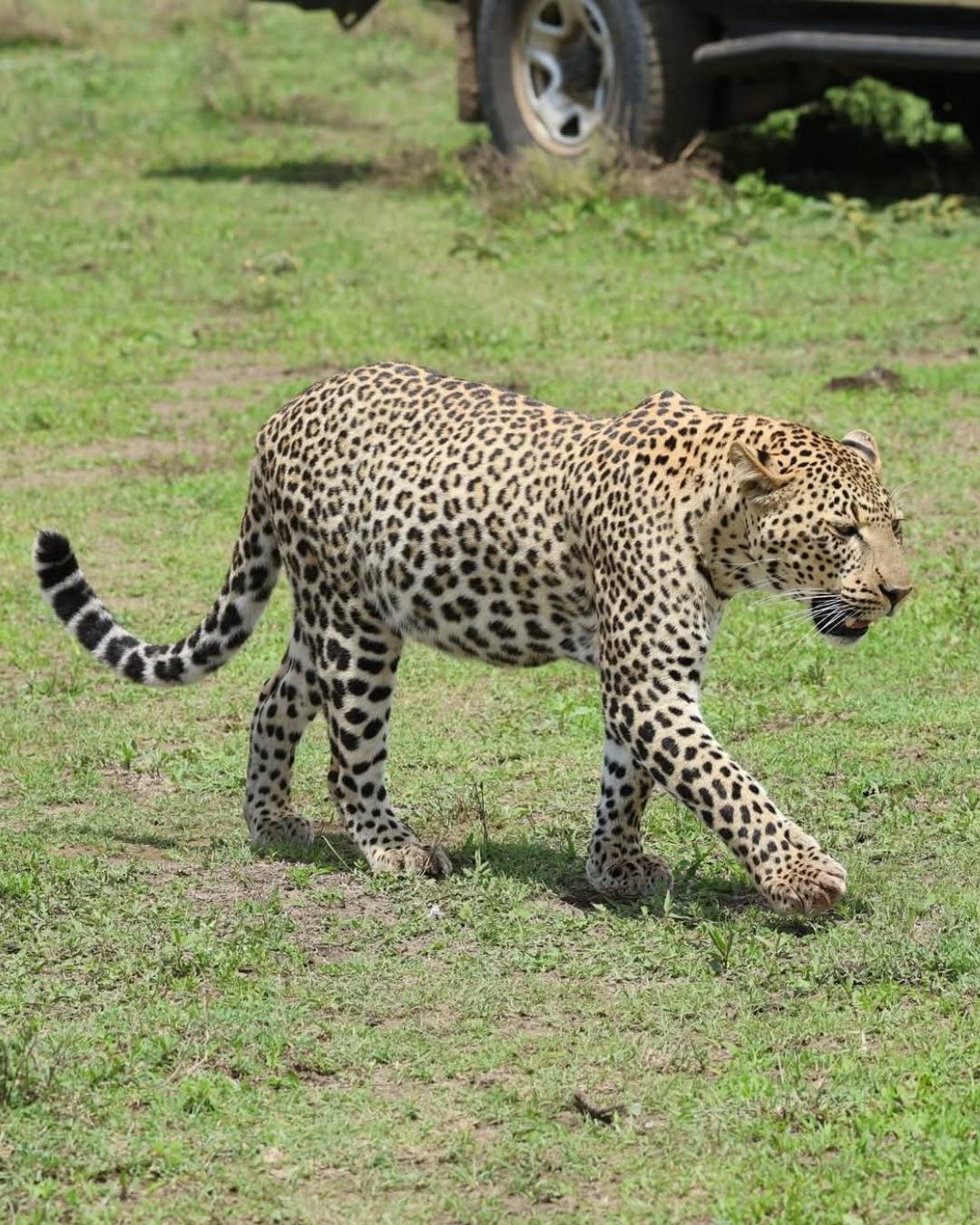 Private driver safari transport professional chauffeur Tanzania