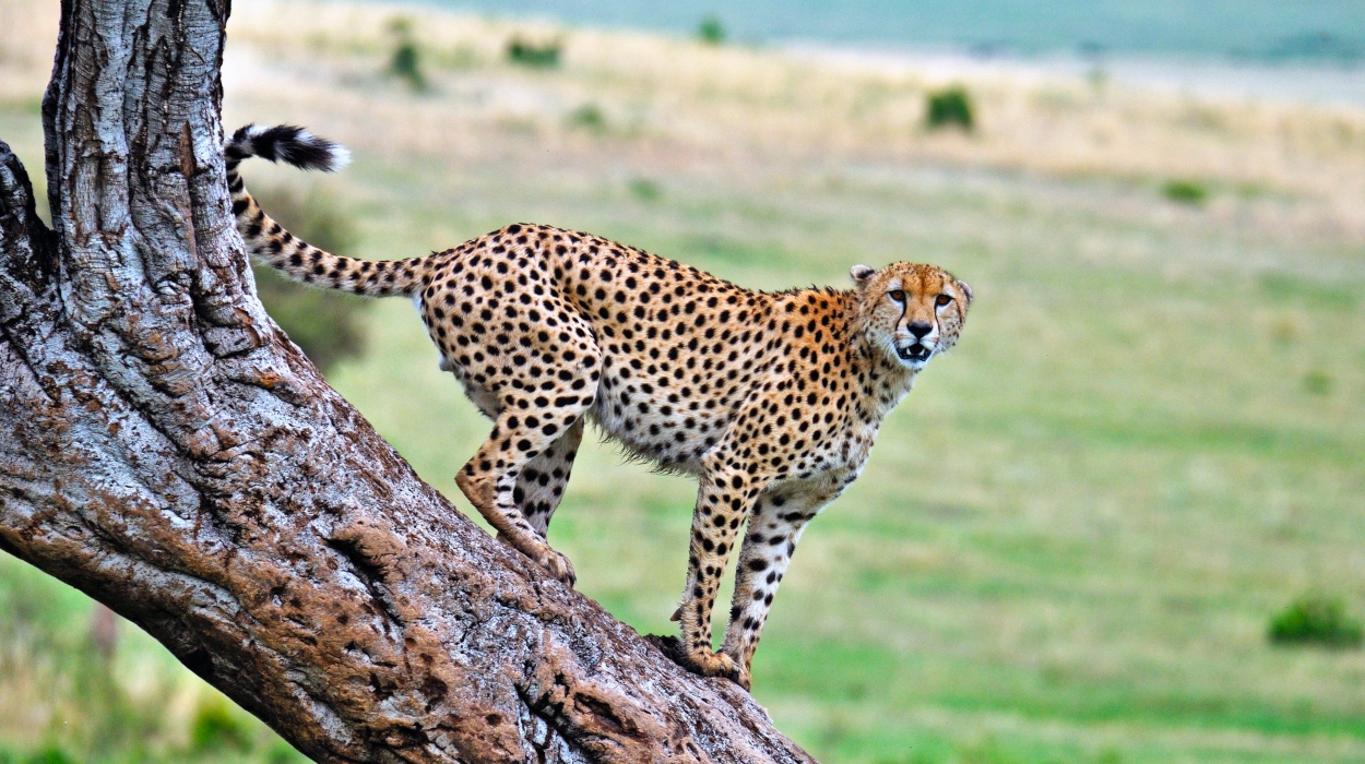 Serengeti National Park custom safari packages Tanzania wildlife adventure