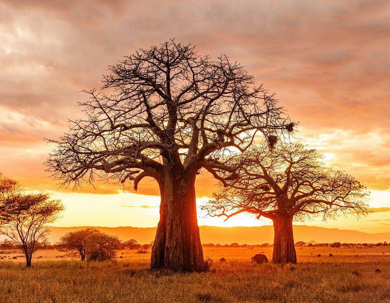 Tanzania wildlife giraffe safari cultural landscape adventure experience